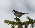 Paradiski La Plagne, Champangy-en-Vanoise - Tannenmeise - Periparus ater