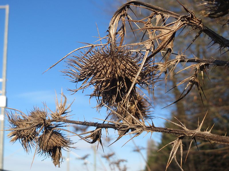 File:20170310Cirsium vulgare1.jpg