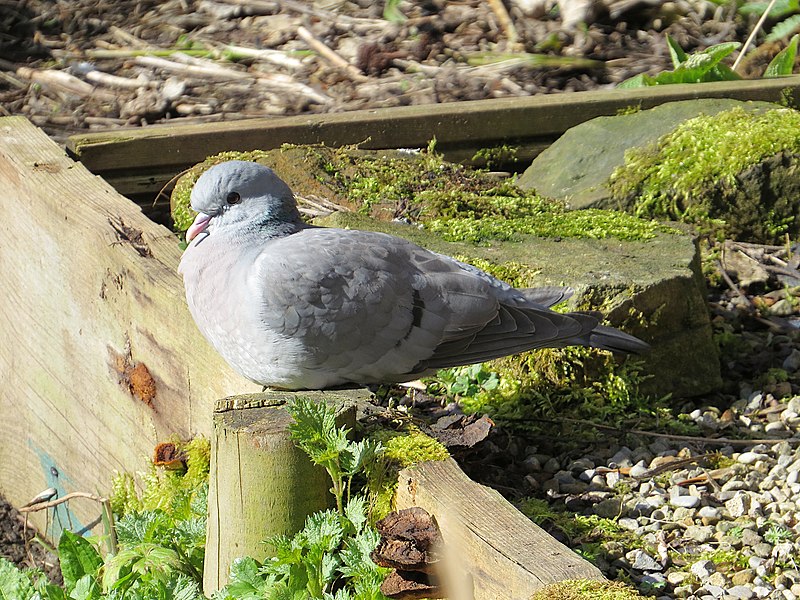 File:2019-03-17 Columba oenas, Jesmond Dene 7.jpg