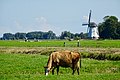 molen de olifant (Burdaard)