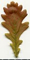 * Nomination Oak. Leaf adaxial side. --Knopik-som 12:09, 27 May 2021 (UTC) * Promotion  Support Good quality. ---Lmbuga 15:37, 27 May 2021 (UTC)