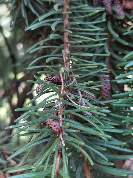 File:20230926 141522 Picea omorika (Pančić) Purk.jpg