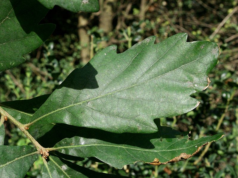 File:3930-Quercus x turneri 'Pseudoturneri'-Arb.Brno-10.12.JPG