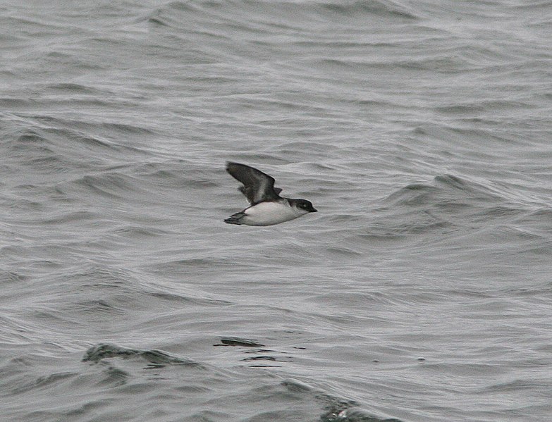 File:AUKLET, LEAST (8-29-08) gambell, ak -01 (2827643735).jpg