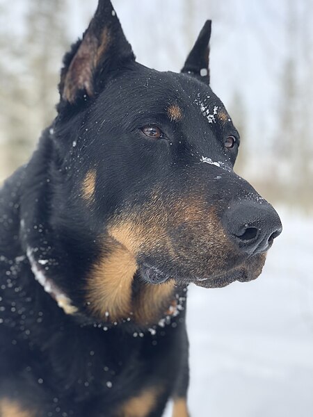 File:A Beauceron in Colorado 04.jpg