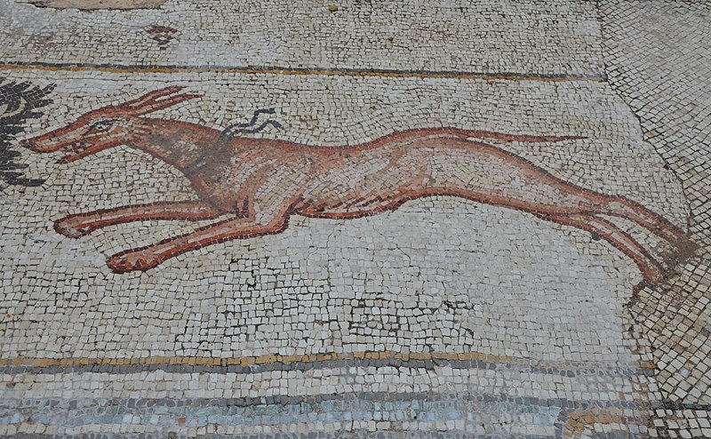 File:A dog, detail from the 6th century AD Bird Mosaic that adorned the atrium of a large palace complex outside the city wall of Byzantine Caesarea, Caesarea Maritima, Israel (15802673531).jpg