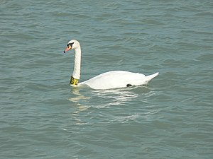 Bütykös Hattyú: Származása, elterjedése, Megjelenése, felépítése, Életmódja, élőhelye