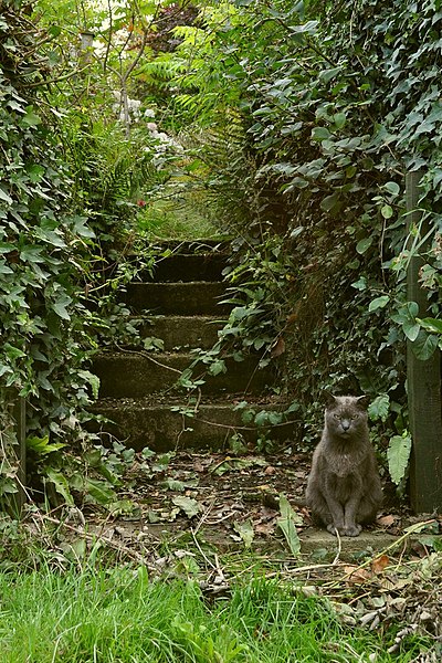 File:A rather stern looking Burmese cat guarding the steps to Incledon Cottage - geograph.org.uk - 2022453.jpg