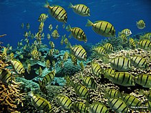 grupo de peces Acanthurus triostegus (pez cirujano convicto o Manini) en el Arrecife