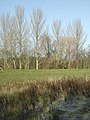 A study in vegetation in Colwick Country Park - geograph.org.uk - 651533.jpg