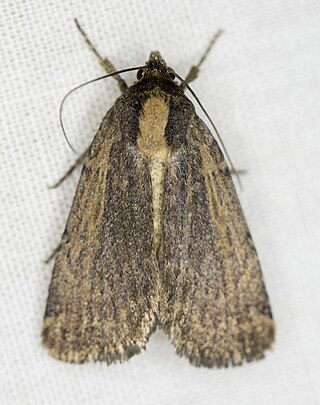 <i>Abagrotis nanalis</i> Species of moth