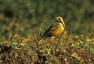 Abyssinian longclaw Species of bird