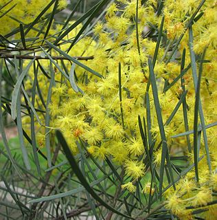 <i>Acacia cognata</i> Species of legume