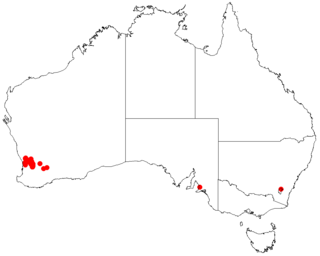 <i>Acacia meisneri</i> Species of legume