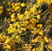 Acacia restiacea.jpg