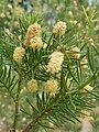 Acacia verticillata 'Prickly Moses' (Legumnosae) flower.jpg