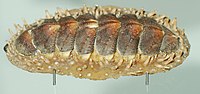 Acanthopleura spinosa (Spiny Chiton)