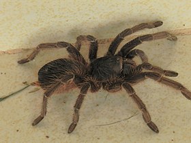 Acanthoscurria paulensis capturada em Brasília - DF