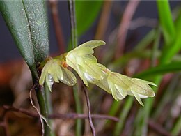 Acianthera hygrophila 03.jpg