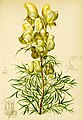 Aconitum anthora