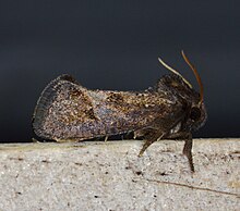 Acrolophus texanella (14676421381) .jpg