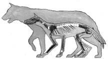 Skeleton of Cynotherium sardous matched with outline of Xenocyon lycaonoides (large) Adaptations of the Pleistocene island canid Cynotherium sardous (2006) Fig. 1.png