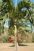 Adonidia merrillii en fruits