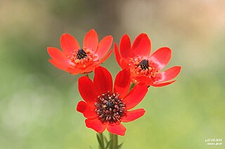 <i>Adonis flammea</i> Species of plant