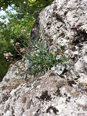 Alpine stone purse (Aethionema saxatile)