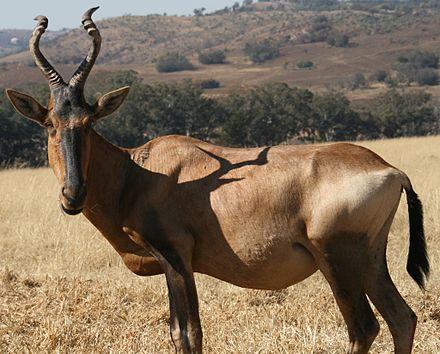 Red Hartebeest in the Krugersdorp Game Reserve