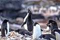 Pinguini a Gourdin Island