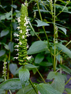 <i>Agastache nepetoides</i>