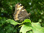 Aglais urticae – Flügelunterseite