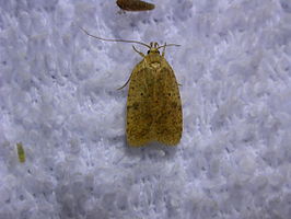 Agonopterix thelmae