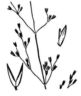 <i>Agrostis humilis</i> Species of grass