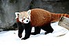 Panda červená na sněhu