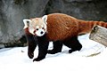 Panda rosso nel Rosamond Gifford Zoo di Syracuse, negli Stati Uniti