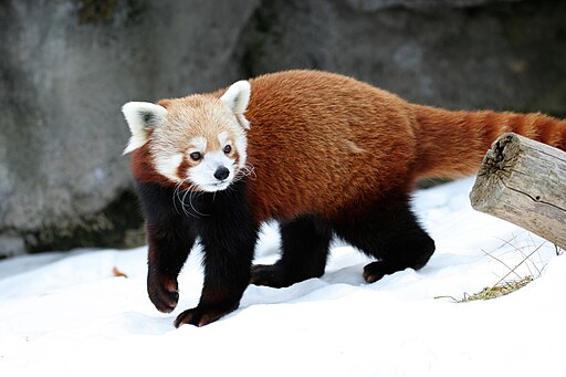 Ailurus fulgens - Syracuse Zoo