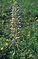 Bocksriemenzunge (Himantoglossum hircinum)