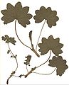 Alchemilla xanthochlora (Herbarium specimen)