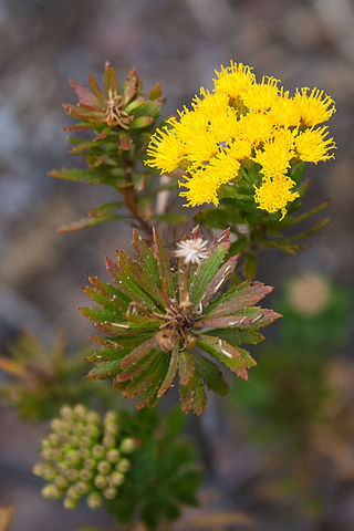 <i>Allagopappus</i> Genus of flowering plants