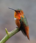 Thumbnail for Allen's hummingbird