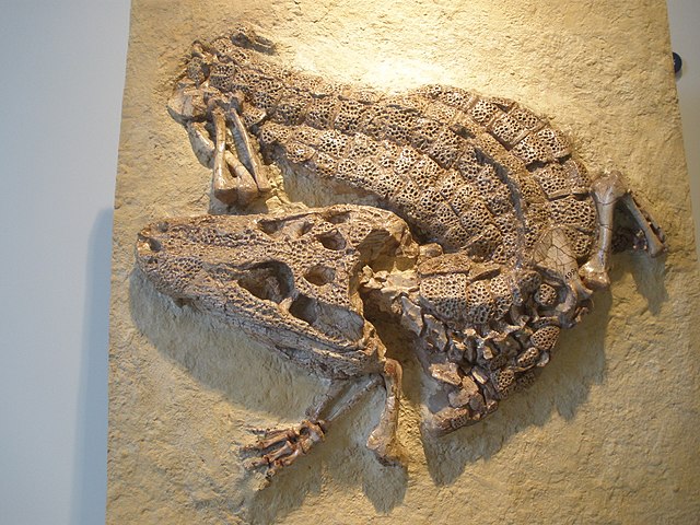 Alligator prenasalis fossil