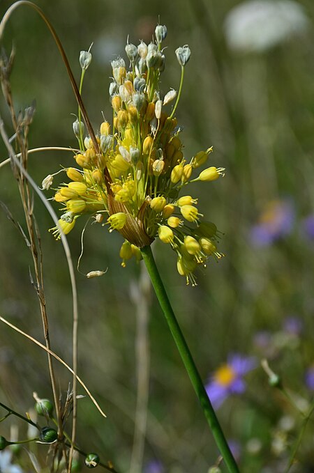 Tập_tin:Allium_flavum_(8248156770).jpg