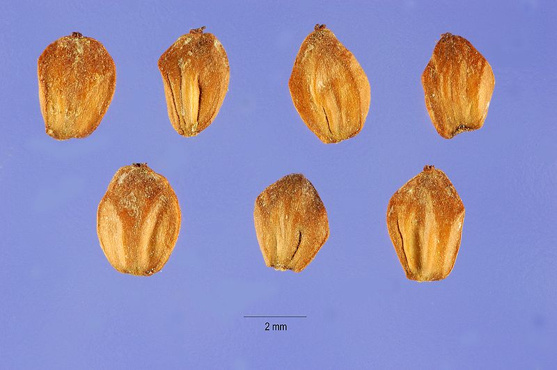 File:Alnus maritima seeds.jpg