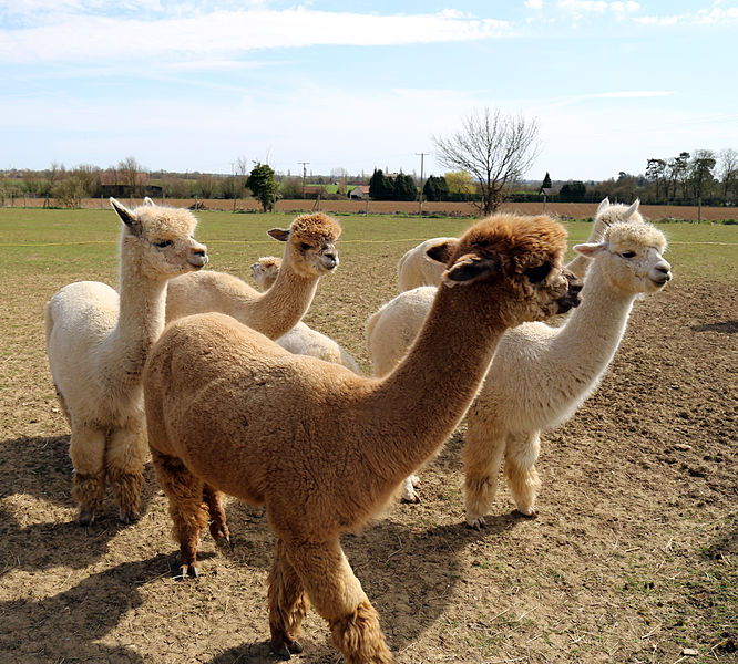 File:Alpaca in The Rodings, Essex, England 08.jpg