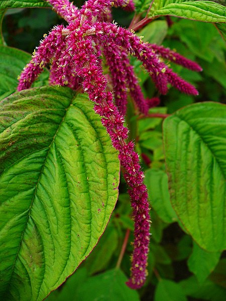 File:Amaranthus caudatus 002.JPG