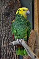 * Nomination Yellow-headed amazon (Amazona oratrix) in the Bird Kingdom aviary, Niagara Falls, Ontario, Canada. --The Cosmonaut 01:06, 29 March 2020 (UTC) * Decline  Oppose Insufficient quality. Sorry. IMO unsharp and/or JPEG artifacts. --XRay 06:09, 29 March 2020 (UTC)