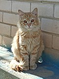 Thumbnail for File:Amber-eyed red mackerel tabby cat in Bat Yam, Israel.jpg