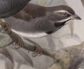 ilustração de J. G. Keulemans para Biologia Centrali-Americana (1879–1904)